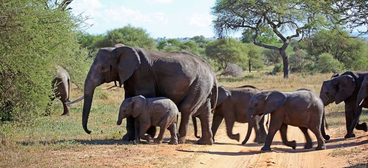 Mount Kenya Safaris