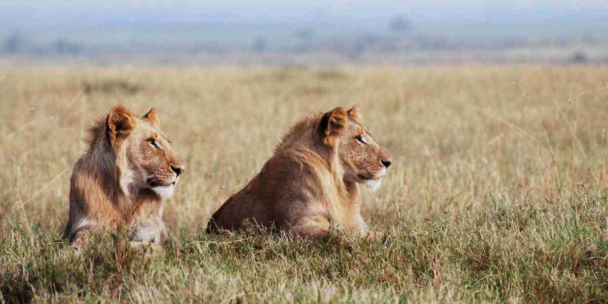 Mount Kenya Safaris