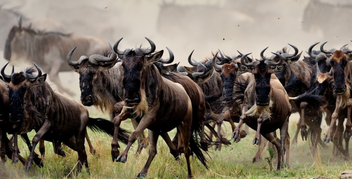 Mount Kenya Safaris