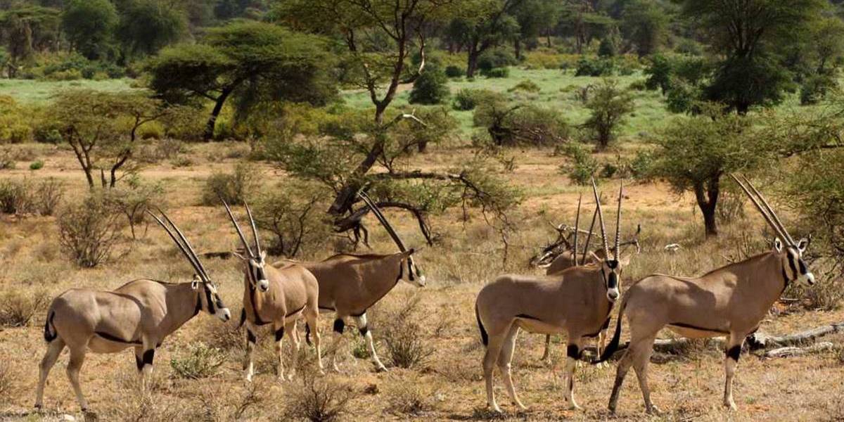 Mount Kenya Safaris
