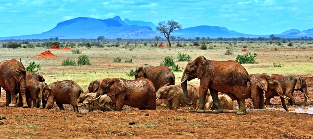 Mount Kenya Safaris