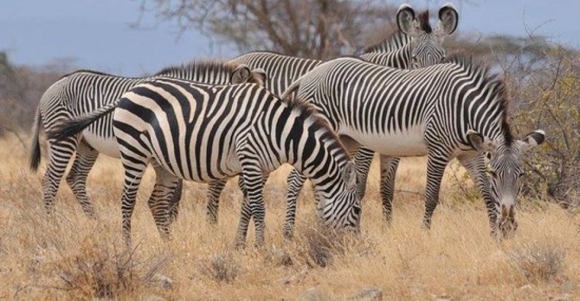 Mount Kenya Safaris & Travel